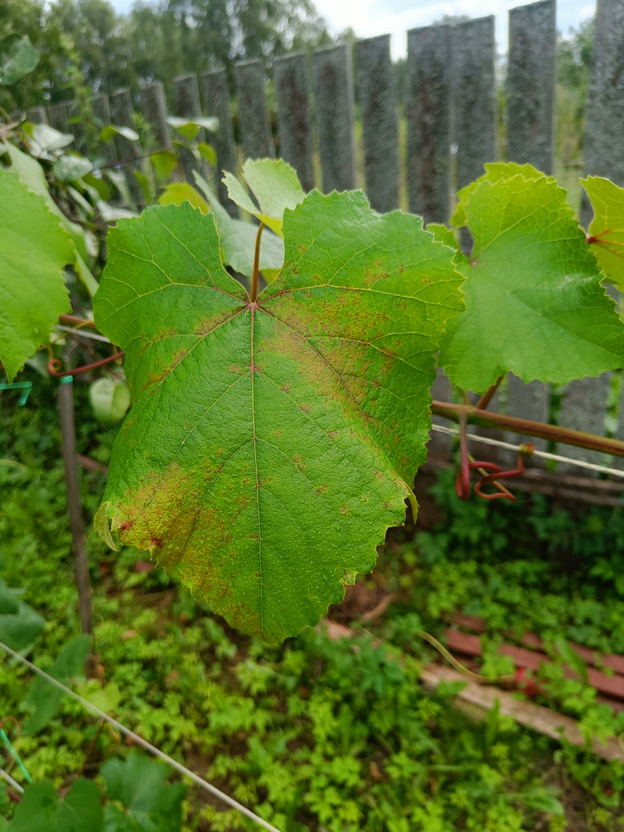 Сроки ожидания препаратов, диагностика милдью и оидиума, осенний уход за виноградом