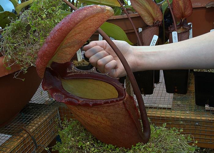 В такой кувшин действительно может уместиться маленькое млекопитающее