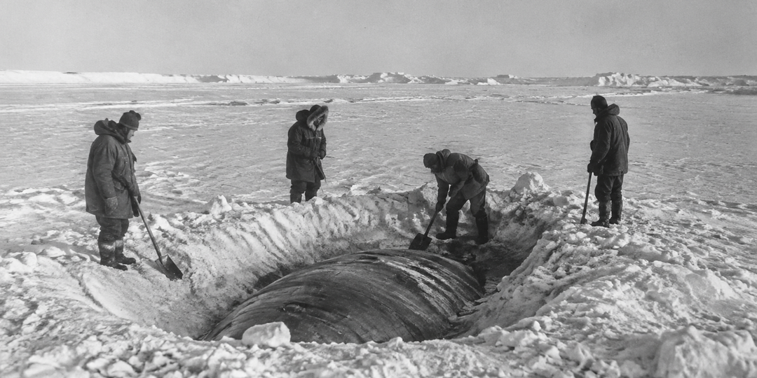 Ледяная капсула из будущего: находка полярной экспедиции 1937 года
