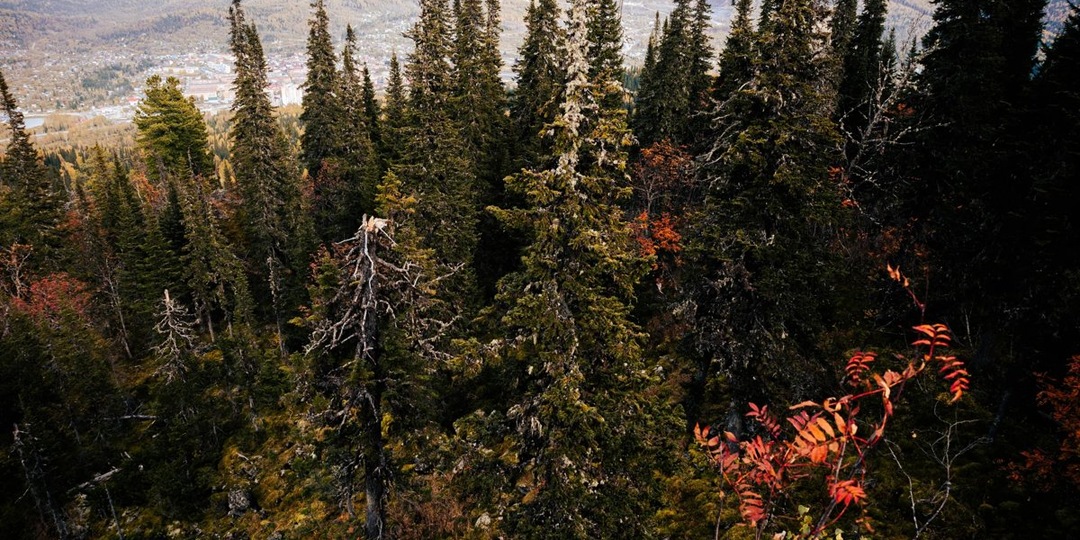 Сын пропавших в тайге Усольцевых не верит, что родители погибли