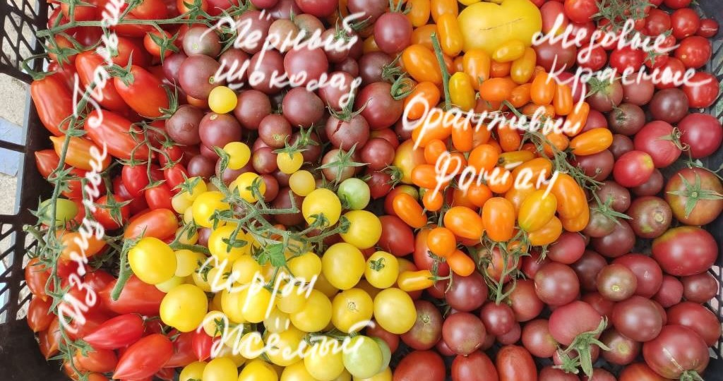 Каталог овощей (семена), которые можно заказать