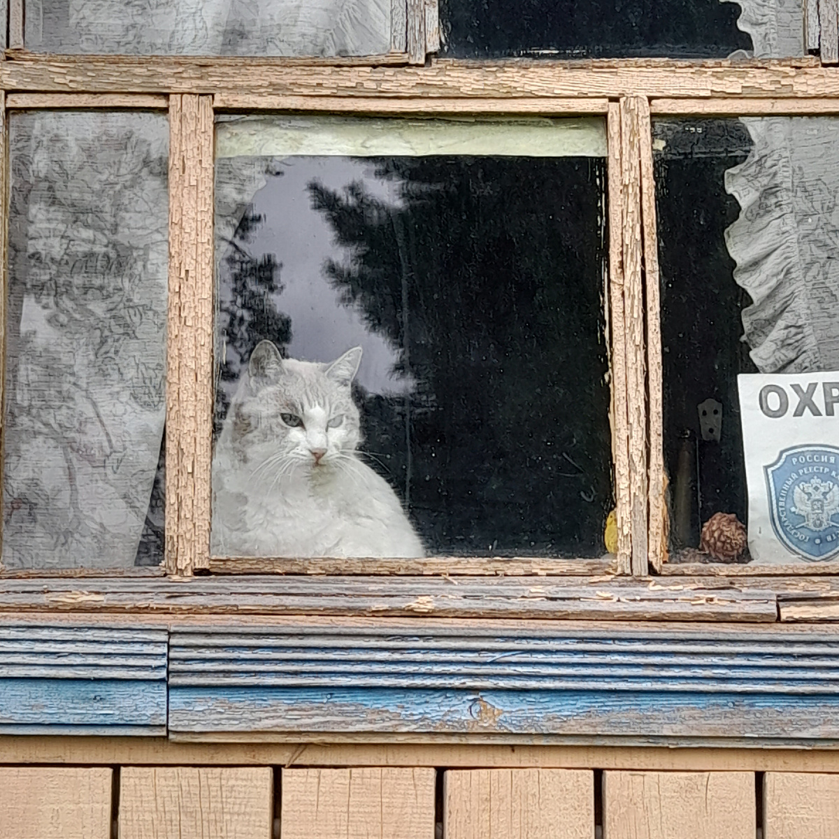 Фото автора.  Воскресенье. Кошка взаперти, чтобы не сбежала перед отъездом