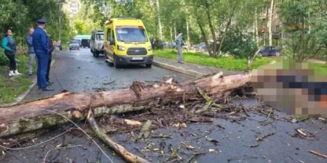 В Ярославле рухнувшее дерево убило прохожего, возбуждена проверка