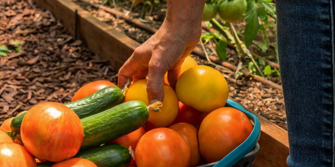 Как продлить плодоношение - проверенные способы и опасные мифы, в которые я верила