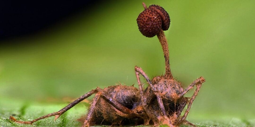 Гриб, который превращает муравья в зомби: история паразита Ophiocordyceps