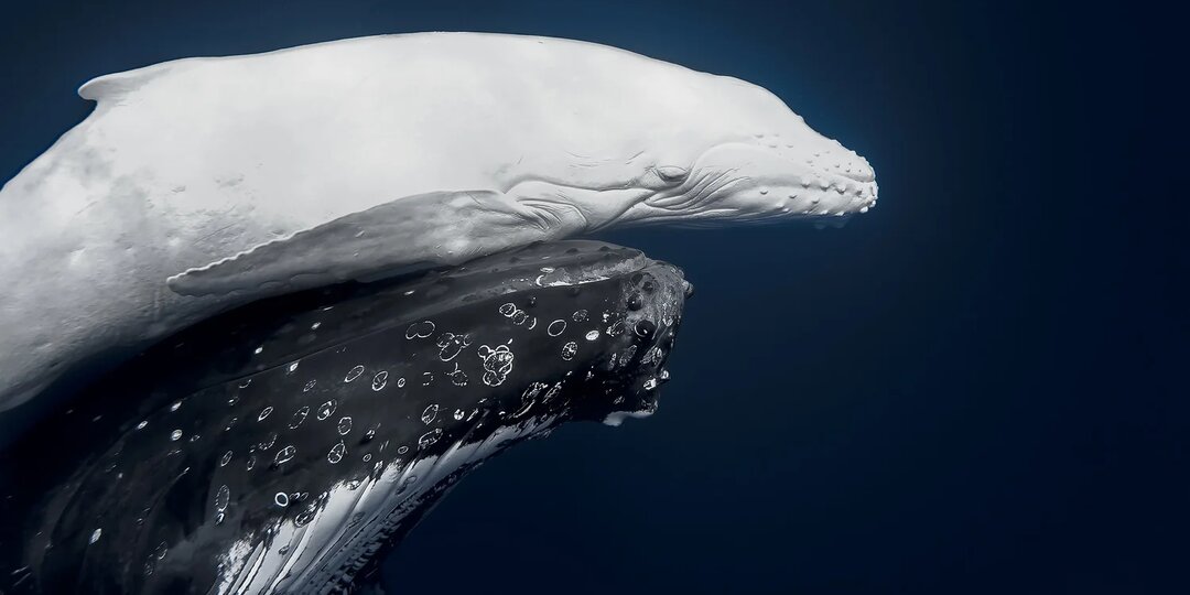 Белый кит в синей воде. Лучшие работы World Nature Photography Awards 2026