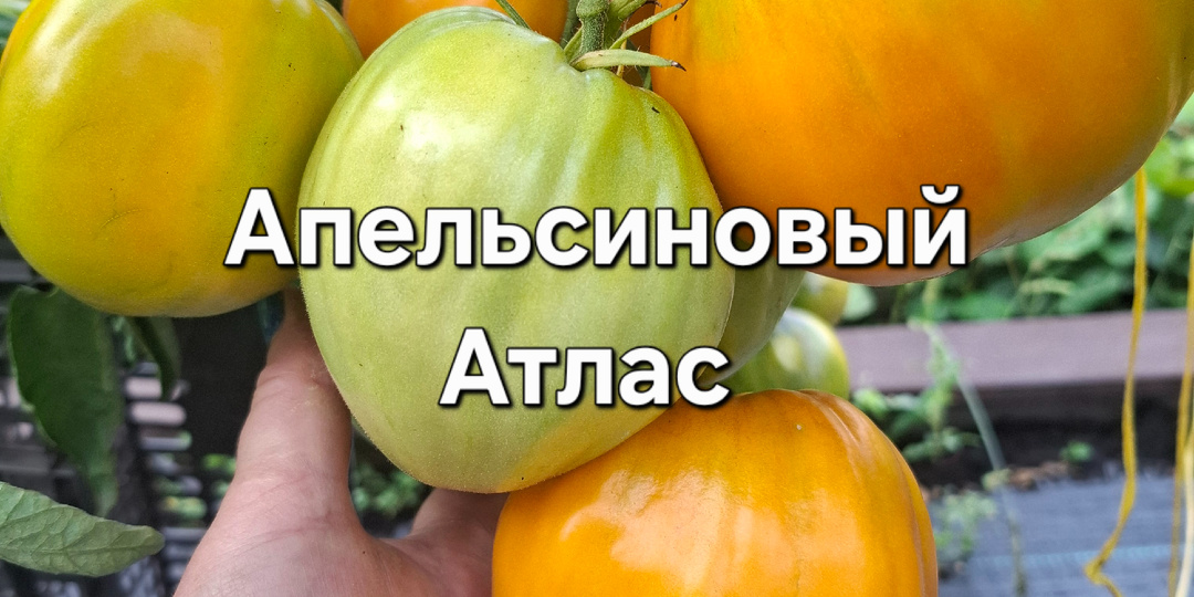 Сорта - новинки сезона 2026
