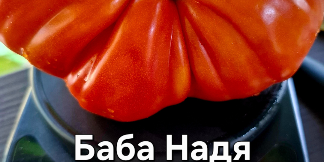Сорта новинки сезона 2026