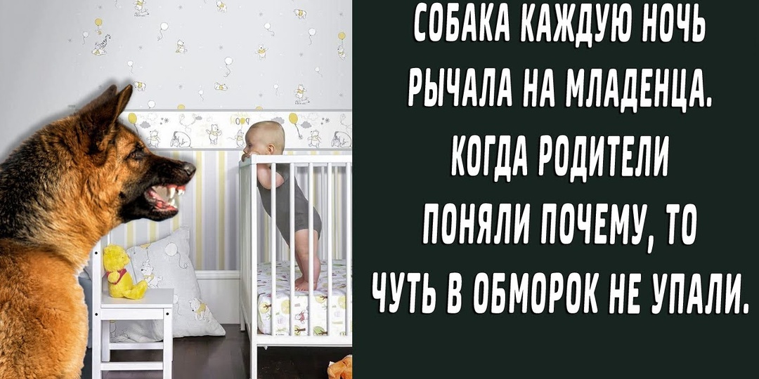 Они выгнали собаку в мороз — а ночью она вернулась и спасла их сына