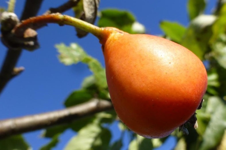 На фото сорбопирус (sorbopyrus auricularis)