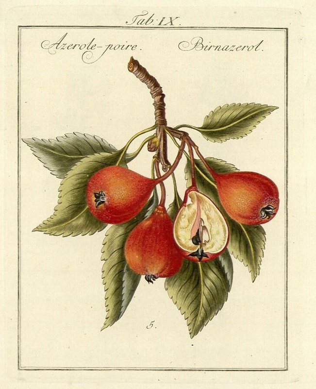 Картина маслом «Груша Болвиллера» (1815-1819) Сиденхэм Эдвардс