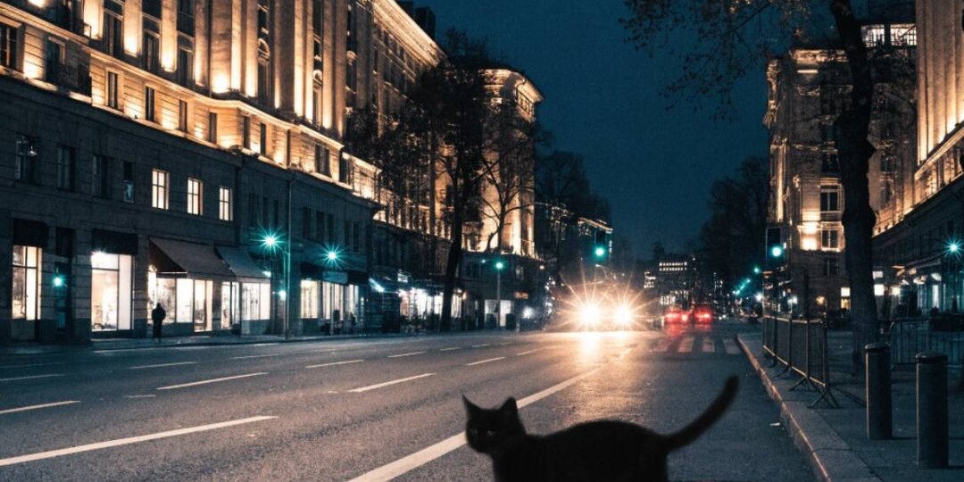 Призрак черного кота в самом центре Москвы