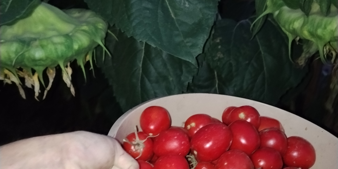 Собрала урожай, который вырос без меня! Такого не ожидала.