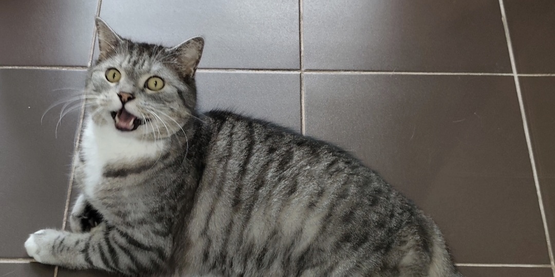 Кот Филя ищет дом 🏠
