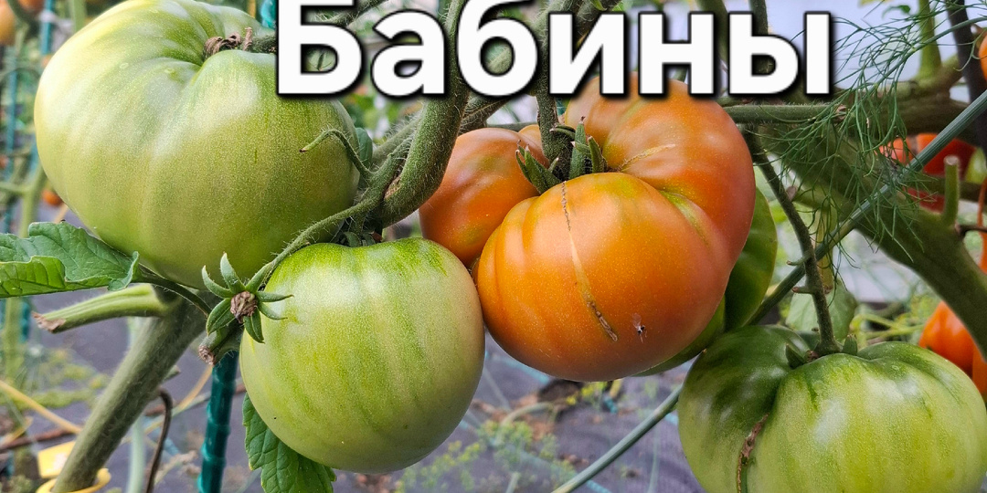 Сорта новинки 2026