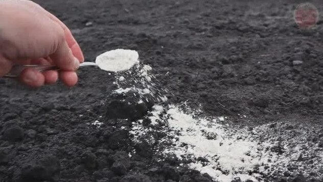 Какие удобрения внести на грядки после лука, чеснока, моркови свеклы чтобы быстро восстановить плодородие почвы в августе сентябре?!