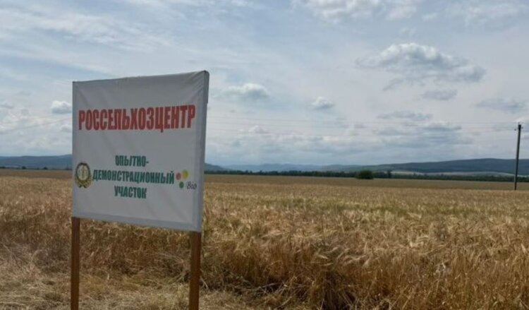 В Ингушетии представляют озимые зерновые селекции НЦЗ имени Лукьяненко