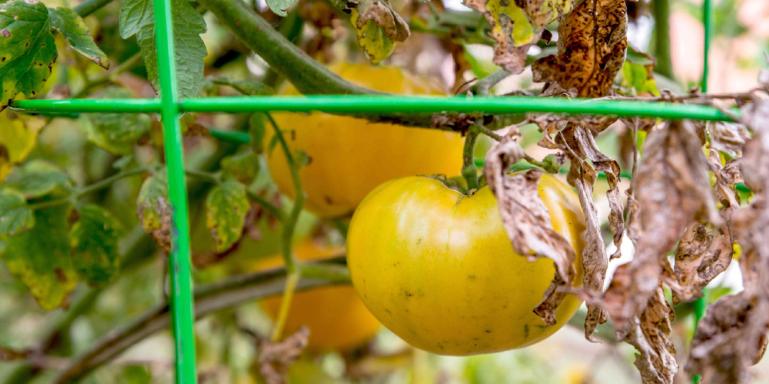 🍅 Фитофтора без химии в период плодоношения: как спасти томаты, не отравив урожай