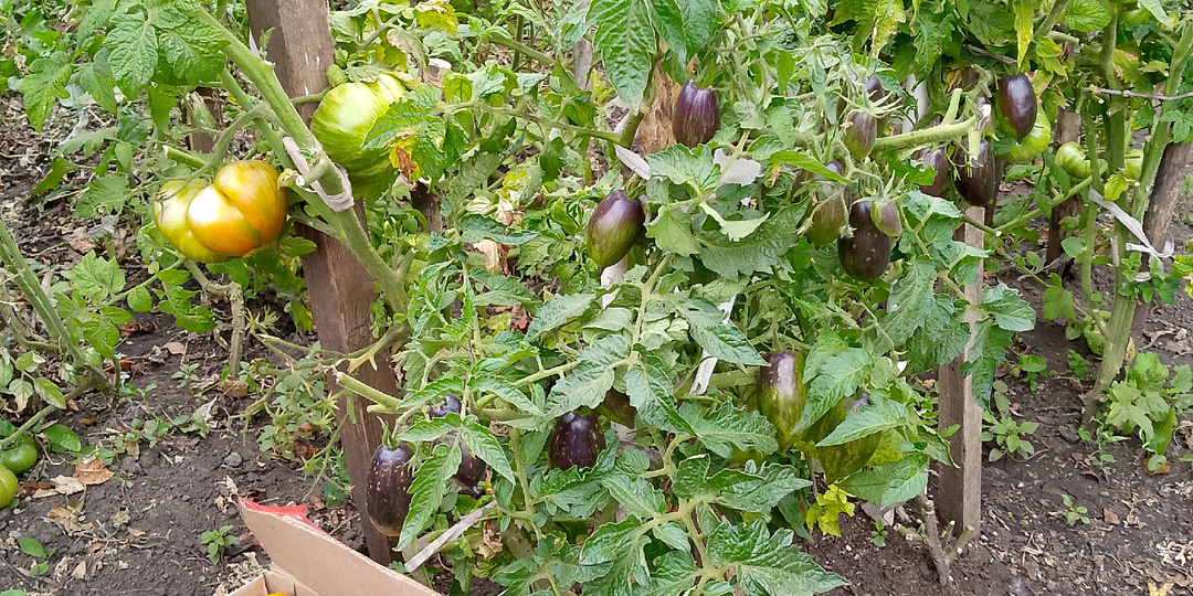 Финиш деревенского забега: бурые помидоры 🍅, упрямые огурцы 🥒 и траншея, которую одолела