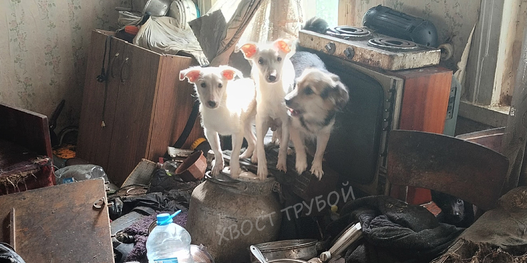 Запертые без еды и воды они были обречены... Часть 6: Беляш