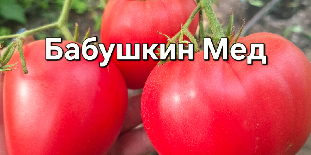 Сорта новинки сезона 2026