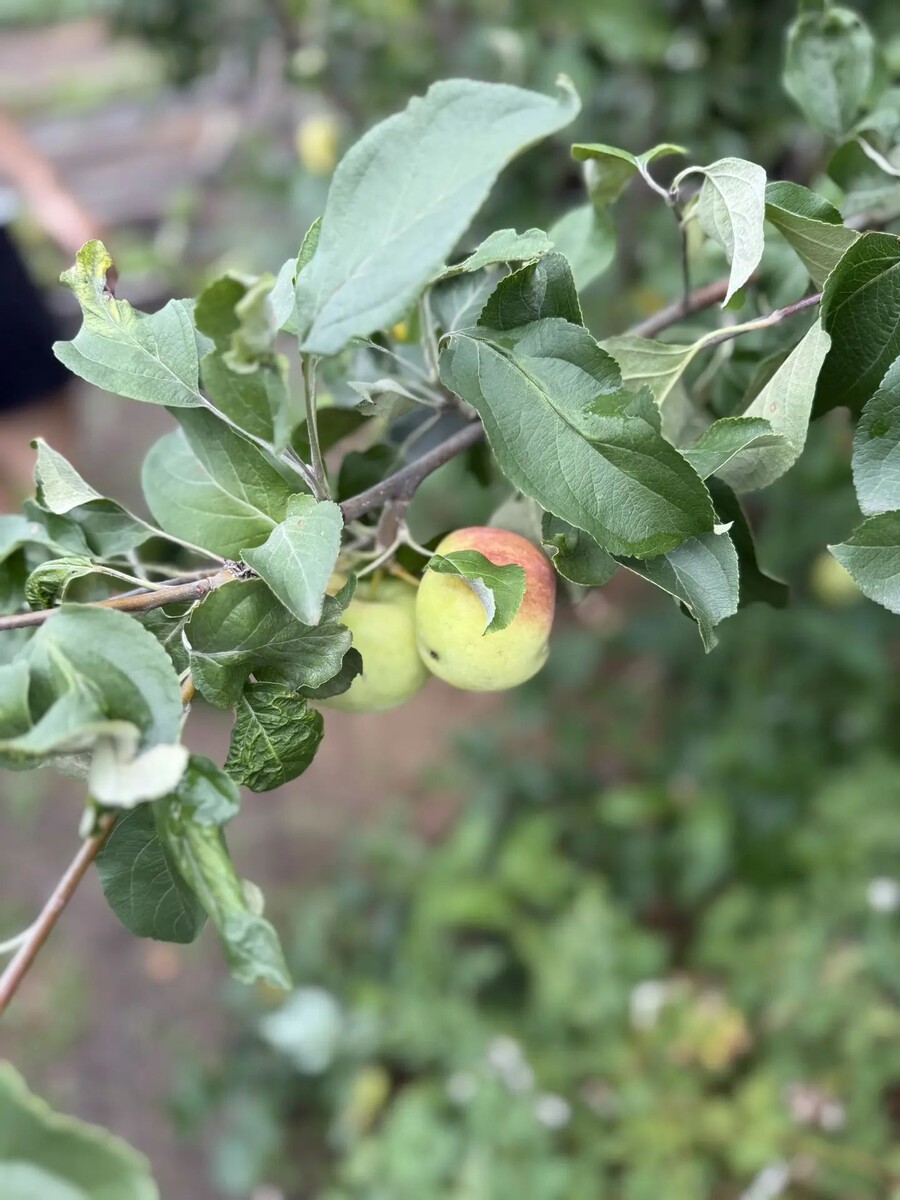 🍏