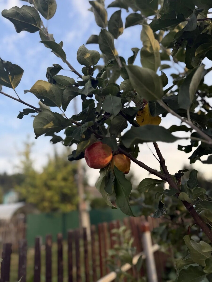 🍎
