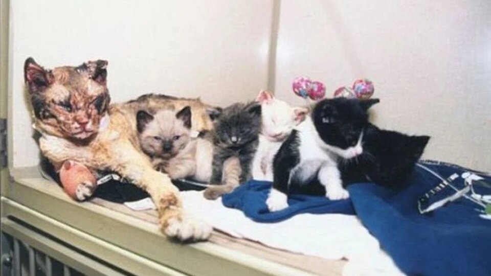 Кошка спасала своих котят из горящего дома. Но не всех