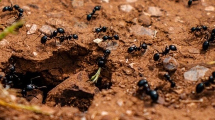 Зря я верил в пшено — как избавиться от муравьев на огороде понял за 4 шага