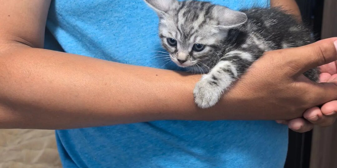 Котенок едет домой, а 1500 оставшихся питомцев ждут вашей помощи.