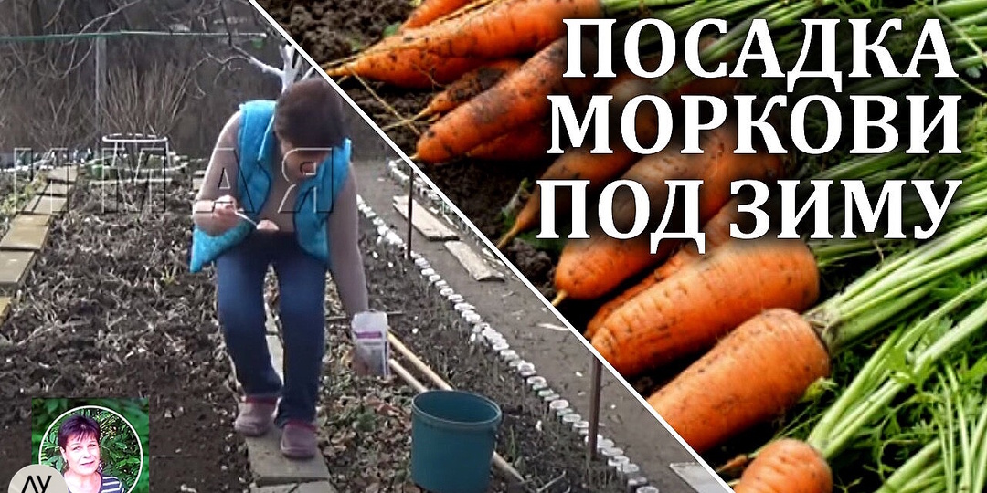 Подзимний посев моркови: как посадить осенью и получить урожай в мае