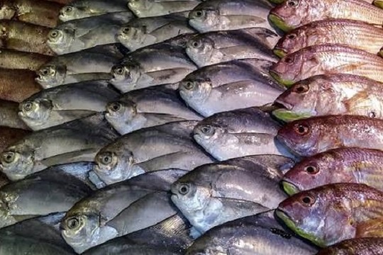 Россия почти вдвое нарастила поставки рыбы в Евросоюз в июне