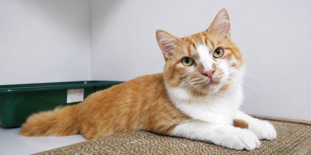 🍑🐱Персик с молоком, или самый нежный в мире котик.