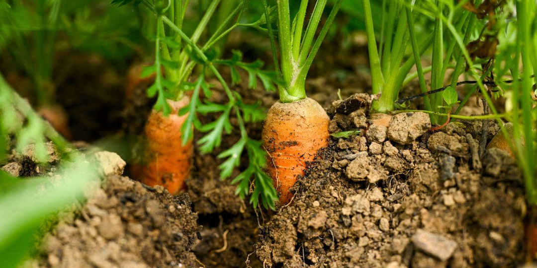 🥕 Морковь уже выросла, а убирать еще рано? Как понять, что корнеплоды готовы к уборке