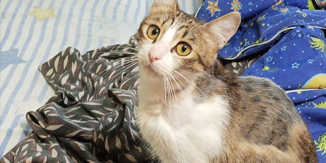 Маленький котенок Сава. Есть победы, но борьба продолжается