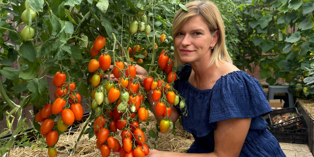 Томаты, которые удивили урожаем и вкусом: 7 запомнившихся сортов и гибридов этого сезона
