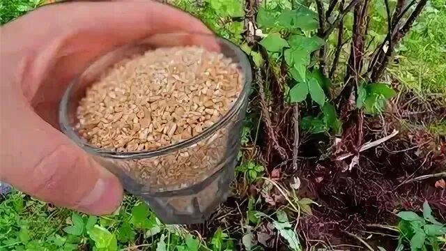 Сидераты под деревьями и кустами: что посеять в августе и сентябре, чтобы сад сам себя кормил?