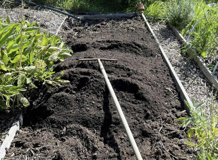 🌿 Что посеять в конце августа вместо пустой грядки: культуры, которые еще успеют дать пользу