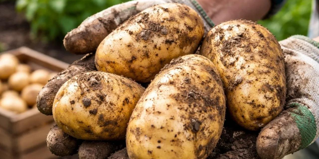 Когда пора копать картофель: 7 признаков зрелого урожая и одна ошибка, из-за которой клубни плохо хранятся