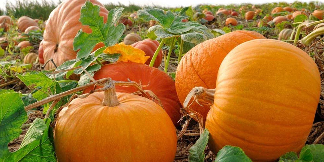🎃 Как понять, что тыква созрела и пора ли ее снимать: 7 признаков, которые легко проверить в августе