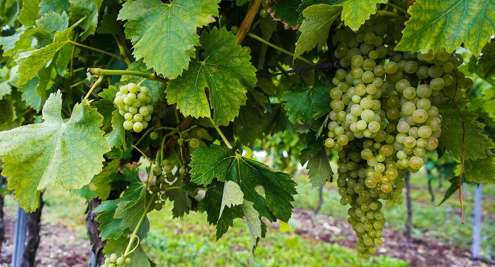 🍇 Почему виноград не успевает вызреть: что можно сделать в конце августа