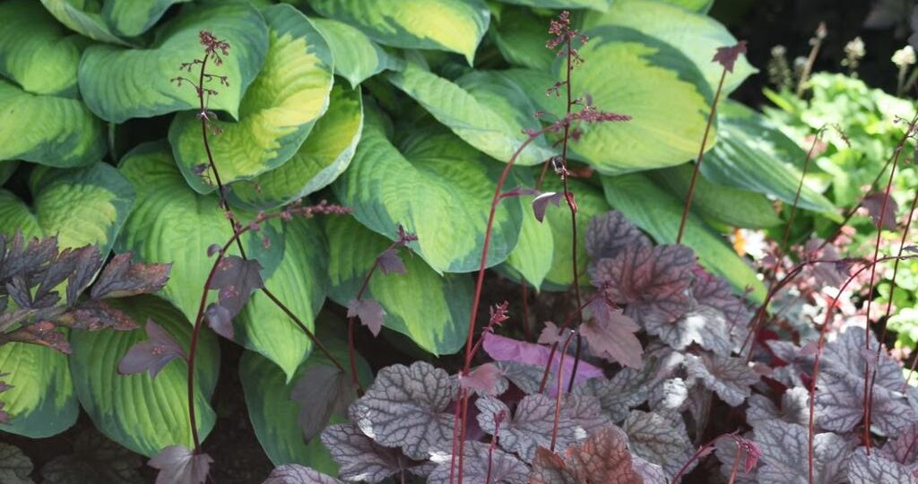 🌿 Сад, который красив даже без цветов: 7 растений с красивой листвой