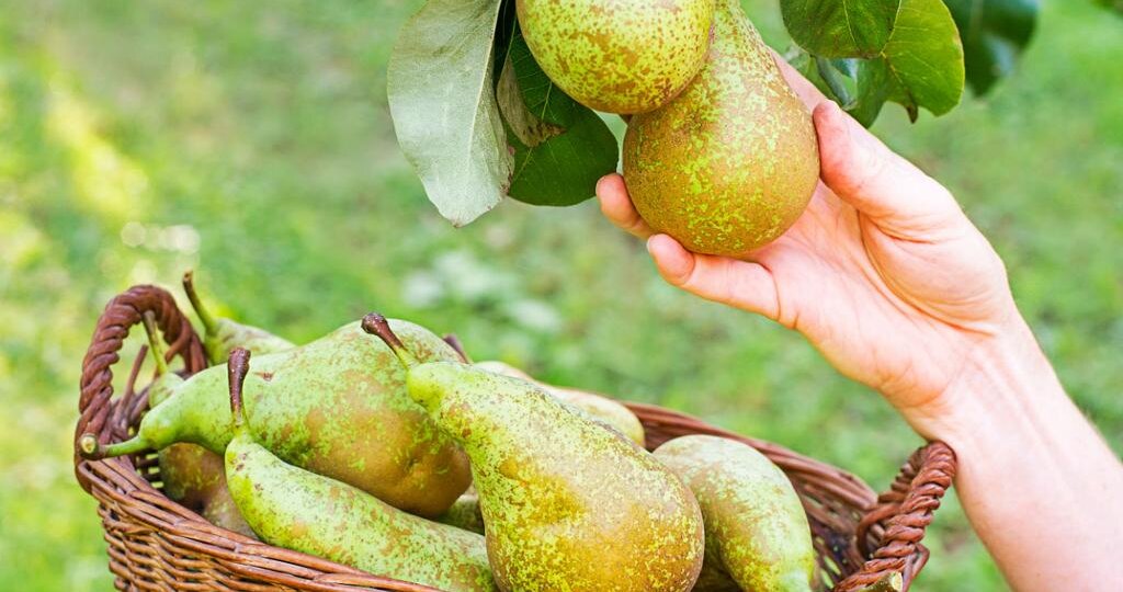 🍐 Что делать с грушами, которые созревают одновременно: 7 способов сохранить урожай и не дать ему пропасть