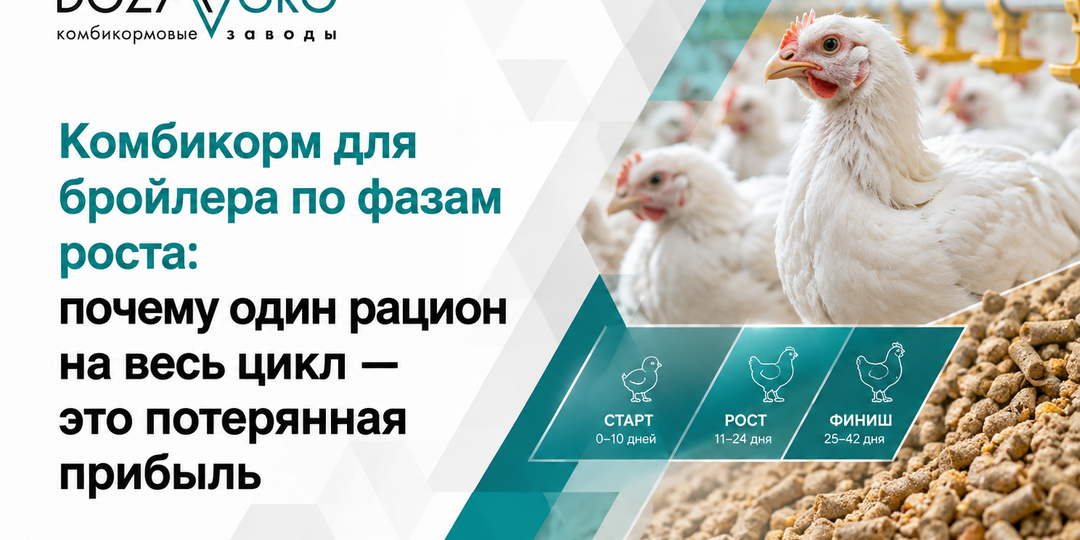 Комбикорм для бройлера по фазам роста: почему один рацион на весь цикл — это потерянная прибыль