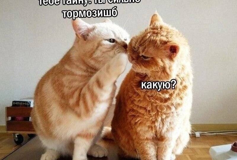 Котомемы для хорошего настроения