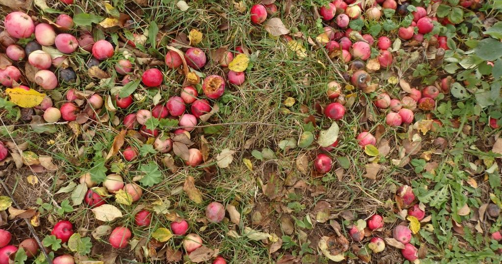 🍏 Куда девать падалицу яблок? Превращаем гнилые плоды в эликсир плодородия 🚀