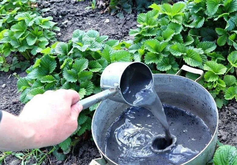 Клубника в августе и сентябре: полный план ухода, без которого не будет крупных и сладких ягод.