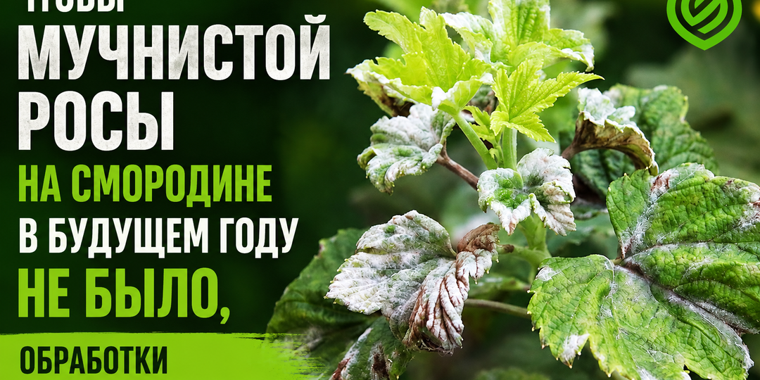 Чтобы мучнистой росы на смородине в будущем году не было, обработки середины августа