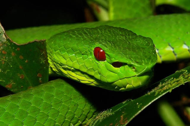 Китайская куфия (Trimeresurus stejnegeri): описание, ядовитость и содержание в домашнем террариуме