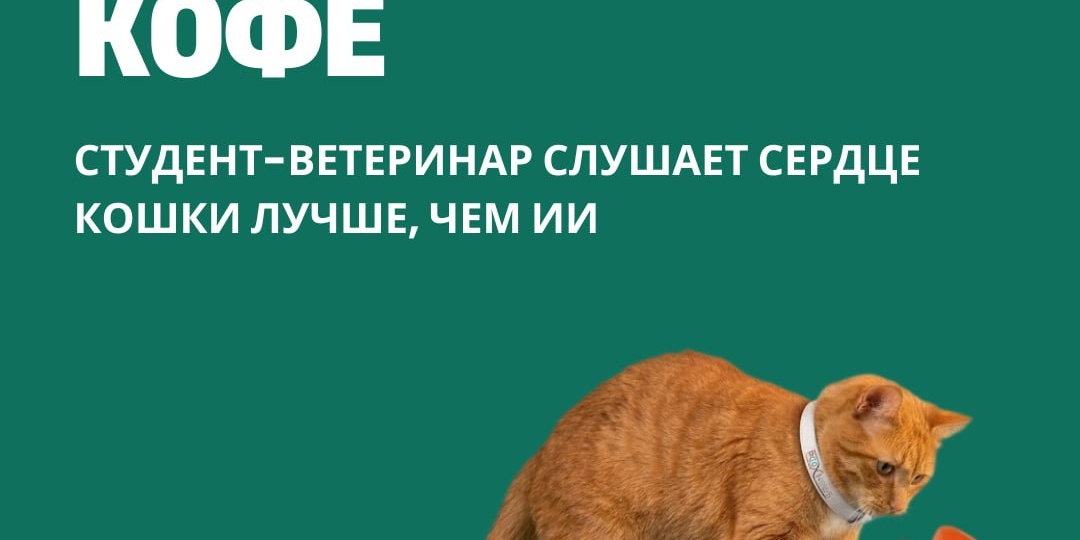 Утренний кофе. Студент-ветеринар слушает сердце кошки лучше, чем ИИ
